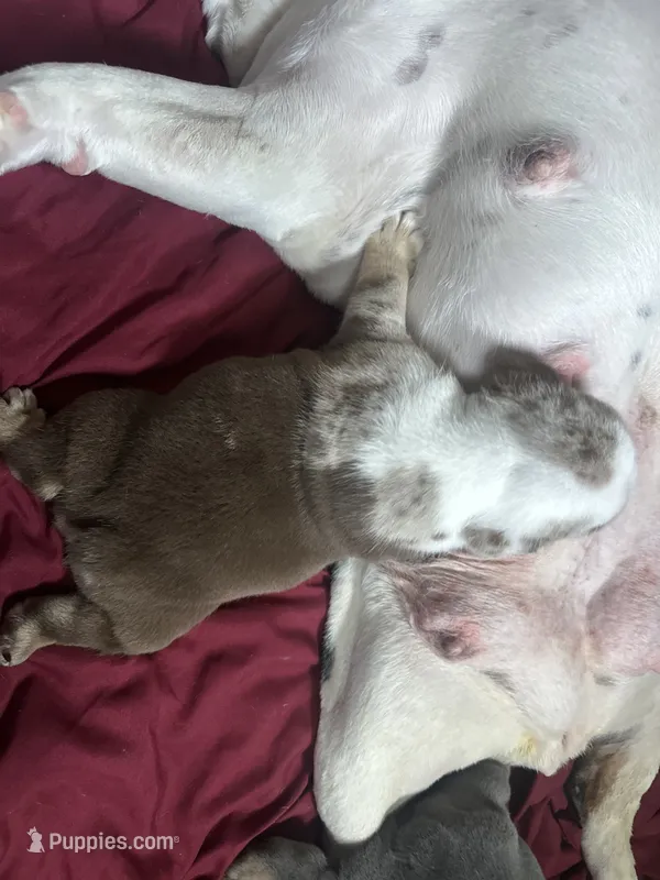Sugar Bear  – English Bulldog puppy for sale in Bell, CA