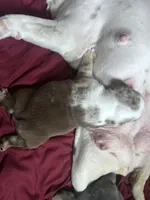Sugar Bear , a male English Bulldog for sale in Bell, CA – 1 of 5