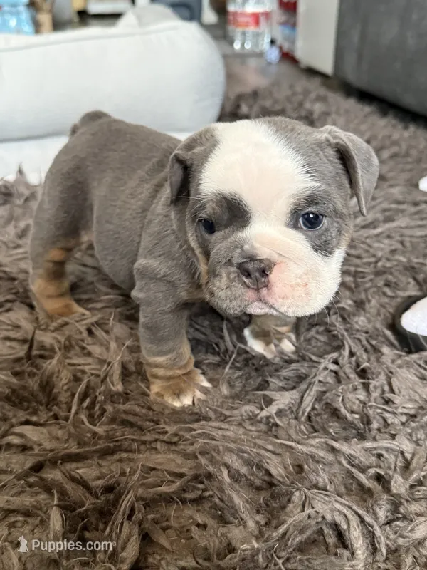 Yogi Bear – English Bulldog puppy for sale in Bell, CA