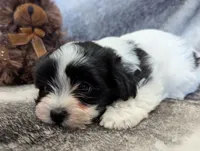 BUBBLES, a female Havanese for sale in Post Falls, ID – 5 of 10