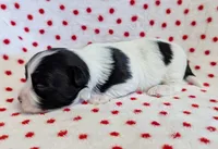 BUBBLES, a female Havanese for sale in Post Falls, ID – 1 of 4