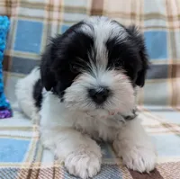 BUBBLES, a female Havanese for sale in Post Falls, ID – 3 of 10