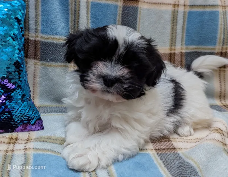 DOMINO – Havanese puppy for sale in Post Falls, ID
