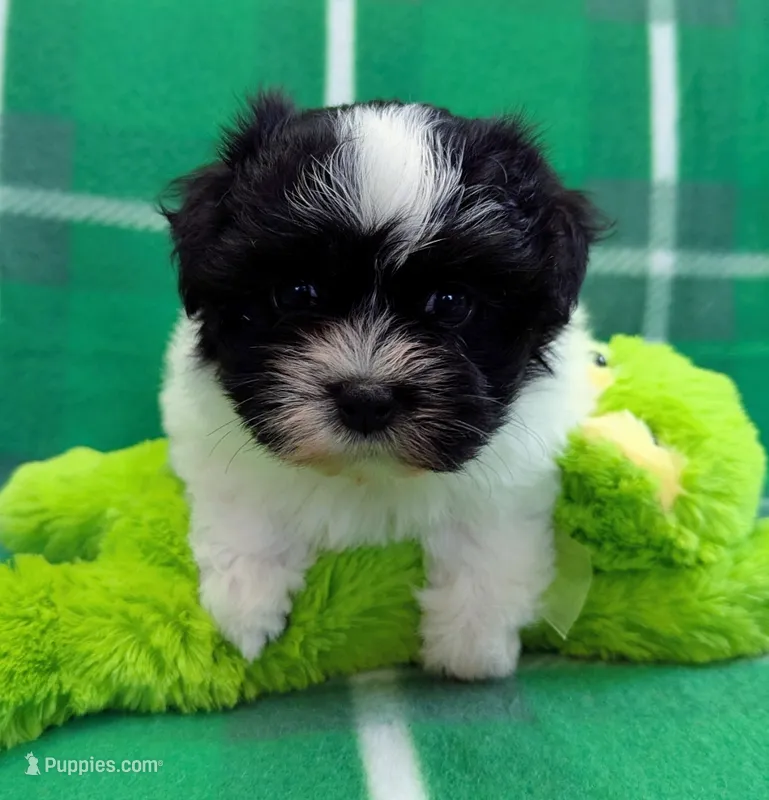 DOMINO – Havanese puppy for sale in Post Falls, ID