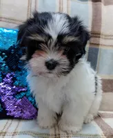 NOVA, a female Havanese for sale in Post Falls, ID – 3 of 10