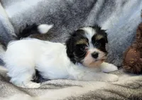 NOVA, a female Havanese for sale in Post Falls, ID – 5 of 10