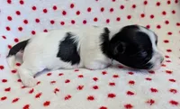 BUBBLES, a female Havanese for sale in Post Falls, ID – 3 of 4