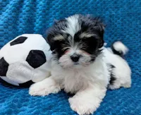 NOVA, a female Havanese for sale in Post Falls, ID – 4 of 10