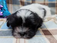 DOMINO, a female Havanese for sale in Post Falls, ID – 2 of 10