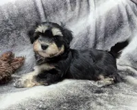Midnight, a male Havanese for sale in Post Falls, ID – 2 of 10
