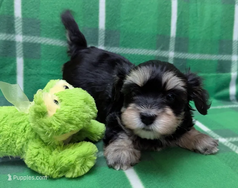 Midnight – Havanese puppy for sale in Post Falls, ID