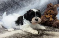 DICE, a male Havanese for sale in Post Falls, ID – 6 of 10