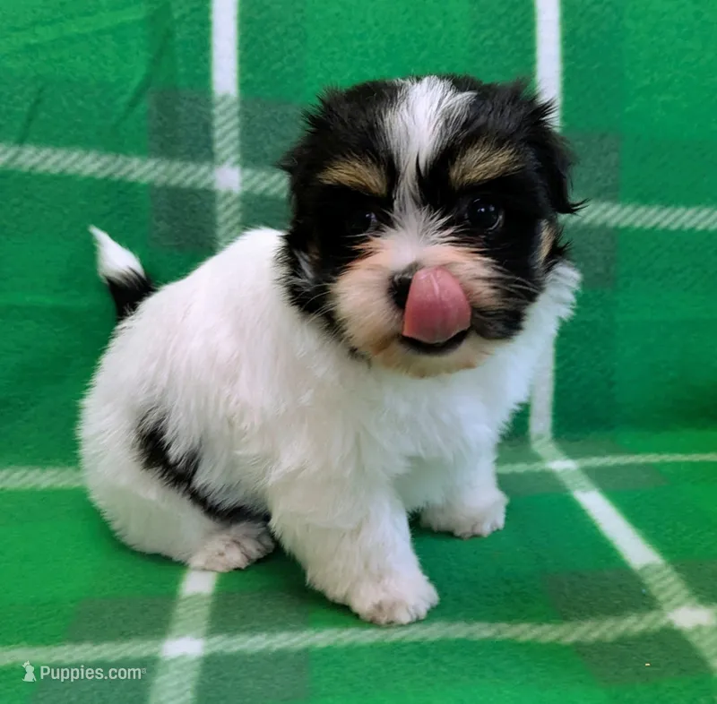 NOVA – Havanese puppy for sale in Post Falls, ID