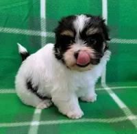 NOVA, a female Havanese for sale in Post Falls, ID – 7 of 10