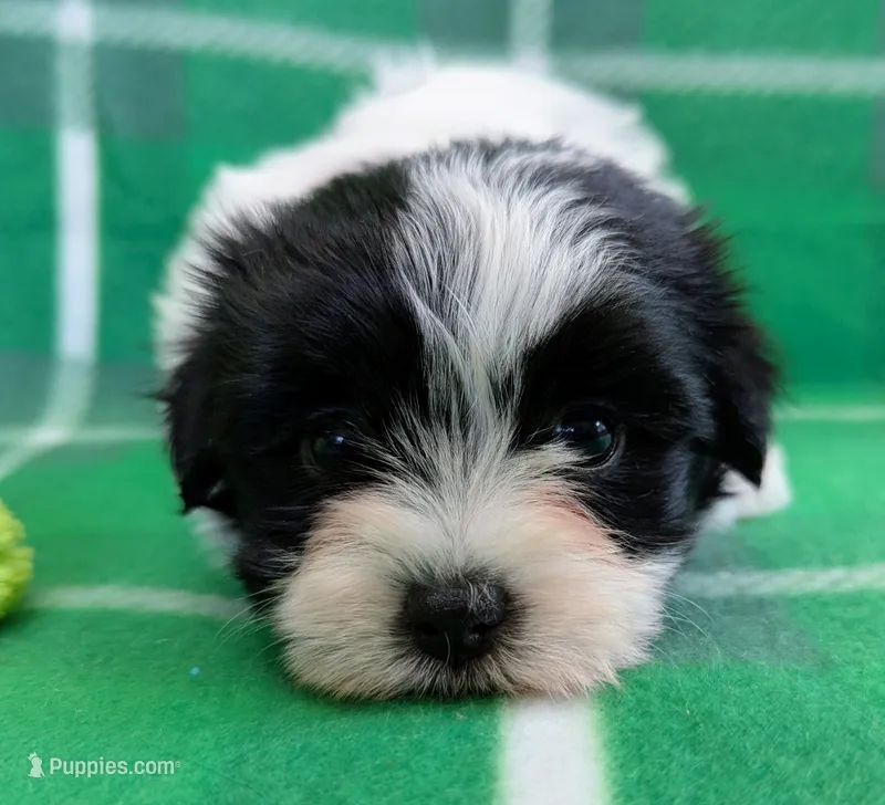 BUBBLES – Havanese puppy for sale in Post Falls, ID