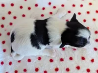 DICE, a male Havanese for sale in Post Falls, ID – 2 of 4