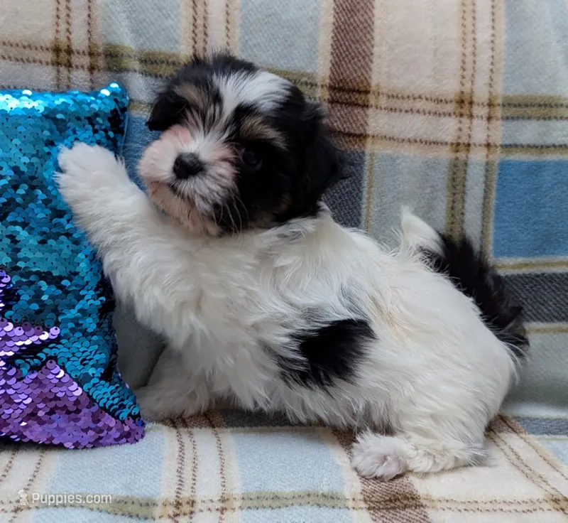 NOVA – Havanese puppy for sale in Post Falls, ID