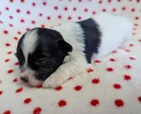 DICE, a male Havanese for sale in Post Falls, ID – 4 of 4