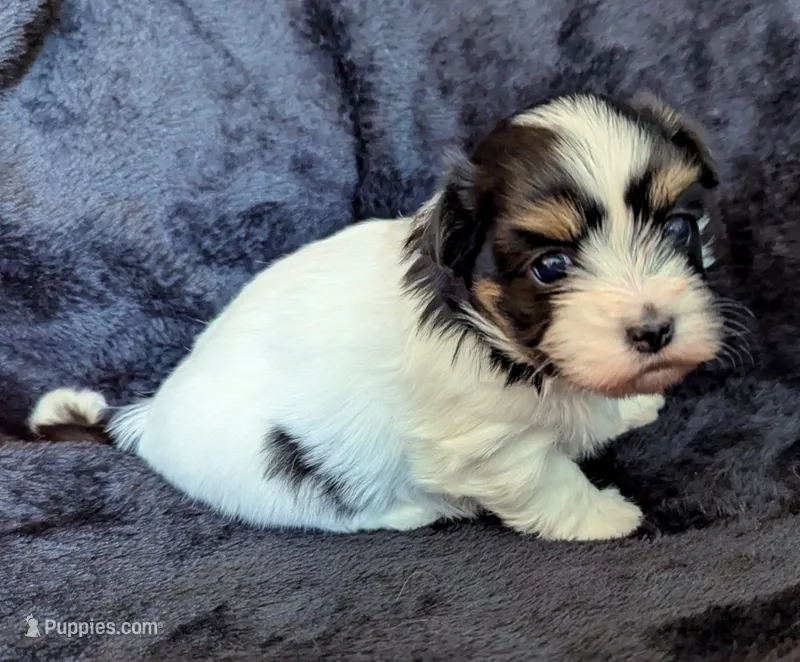 NOVA – Havanese puppy for sale in Post Falls, ID