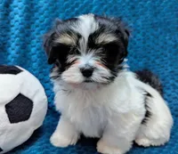 NOVA, a female Havanese for sale in Post Falls, ID – 2 of 10