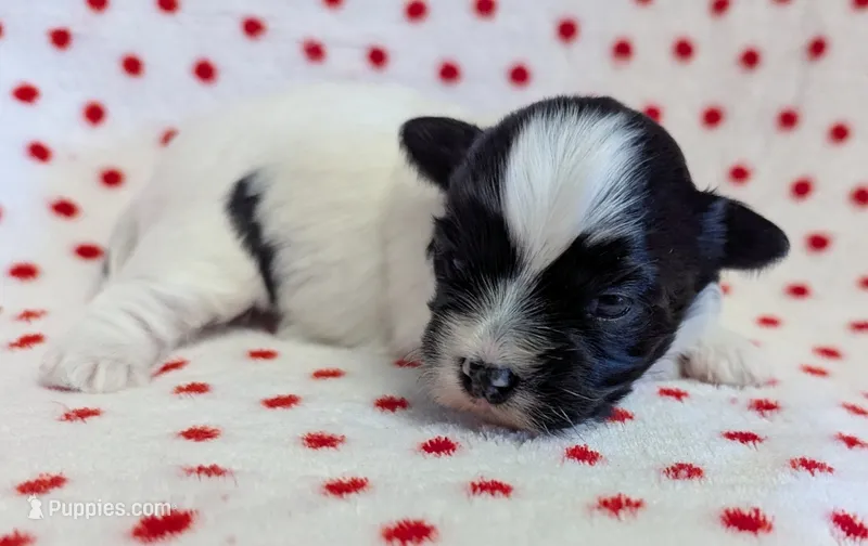 DOMINO – Havanese puppy for sale in Post Falls, ID