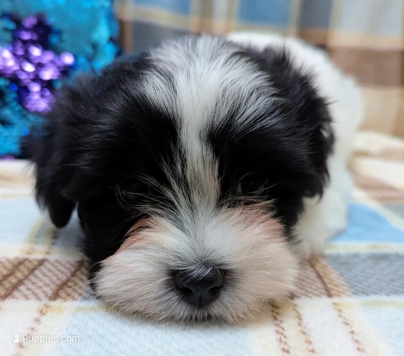 BUBBLES – Havanese puppy for sale in Post Falls, ID
