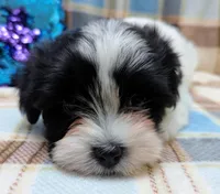 BUBBLES, a female Havanese for sale in Post Falls, ID – 1 of 10