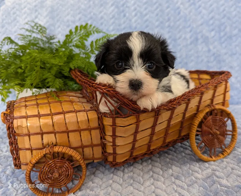 BUBBLES – Havanese puppy for sale in Post Falls, ID