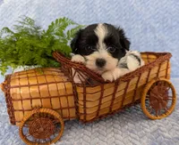 BUBBLES, a female Havanese for sale in Post Falls, ID – 8 of 10