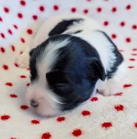 BUBBLES, a female Havanese for sale in Post Falls, ID – 2 of 4