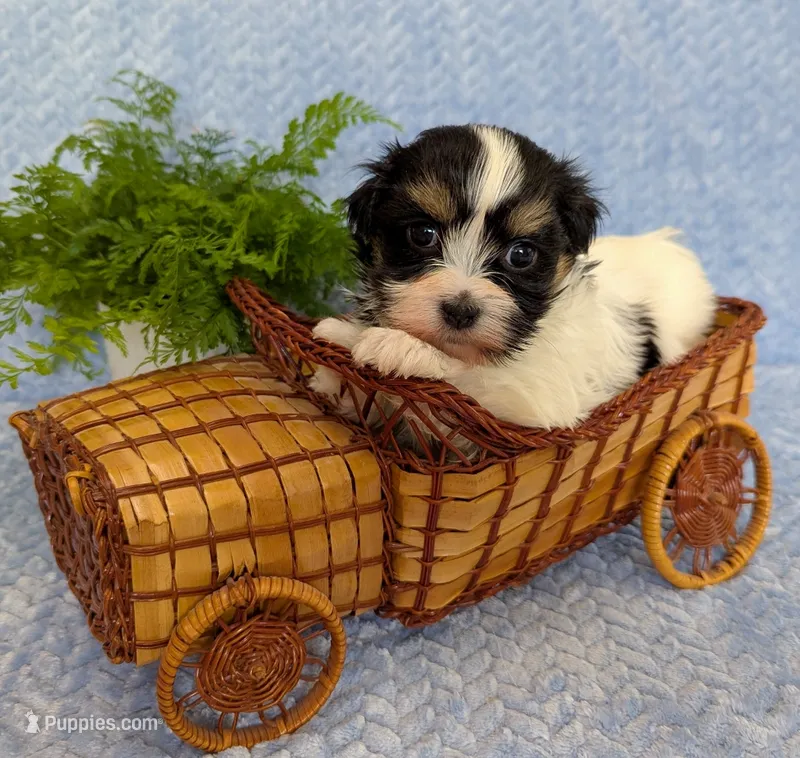 NOVA – Havanese puppy for sale in Post Falls, ID