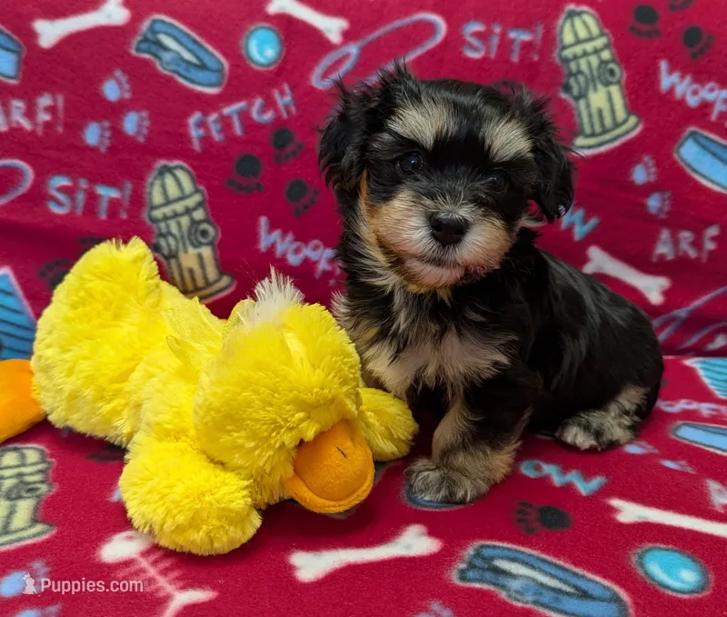 Midnight – Havanese puppy for sale in Post Falls, ID