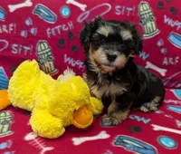 Midnight, a male Havanese for sale in Post Falls, ID – 7 of 10