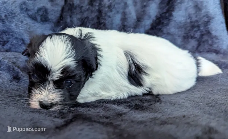 DOMINO – Havanese puppy for sale in Post Falls, ID
