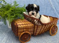 DICE, a male Havanese for sale in Post Falls, ID – 7 of 10