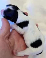 SPOTS! , a female Havanese for sale in Post Falls, ID – 2 of 3