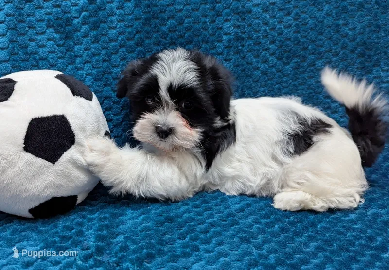 BUBBLES – Havanese puppy for sale in Post Falls, ID