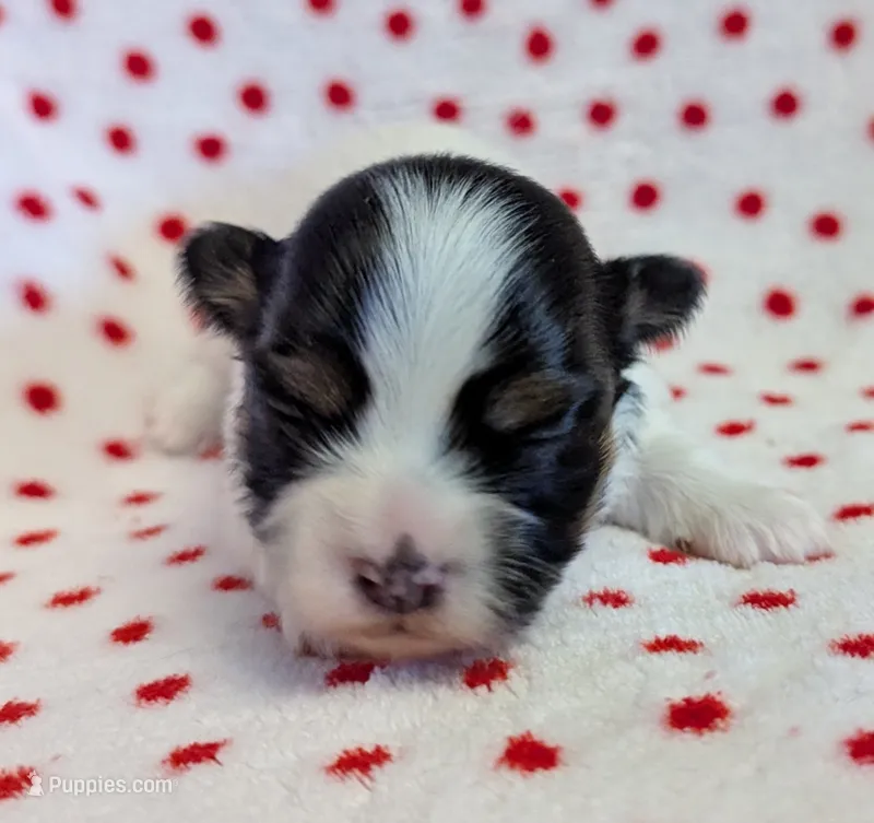 NOVA – Havanese puppy for sale in Post Falls, ID