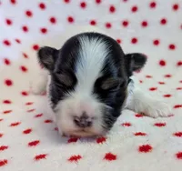 NOVA, a female Havanese for sale in Post Falls, ID – 1 of 4