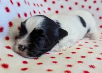 DOMINO, a female Havanese for sale in Post Falls, ID – 4 of 4