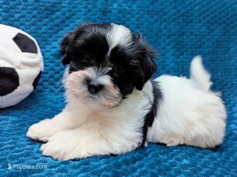 DICE – Havanese puppy for sale in Post Falls, ID