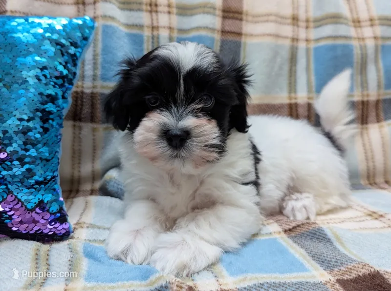 DICE – Havanese puppy for sale in Post Falls, ID