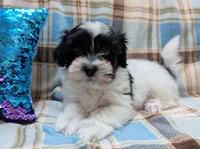DICE, a male Havanese for sale in Post Falls, ID – 1 of 10