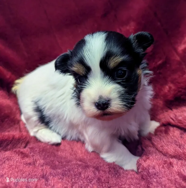 NOVA – Havanese puppy for sale in Post Falls, ID