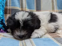 DOMINO, a female Havanese for sale in Post Falls, ID – 3 of 10