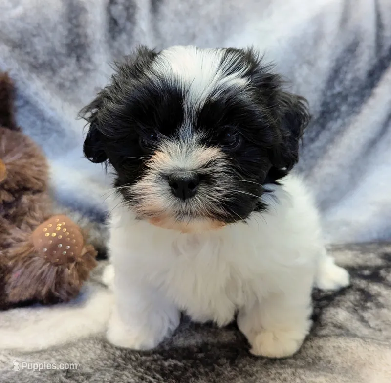 DOMINO – Havanese puppy for sale in Post Falls, ID