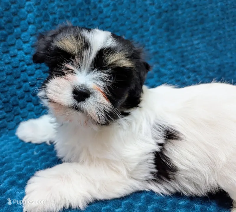 NOVA – Havanese puppy for sale in Post Falls, ID