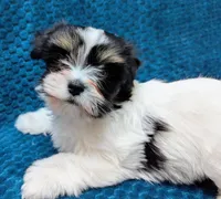 NOVA, a female Havanese for sale in Post Falls, ID – 1 of 10
