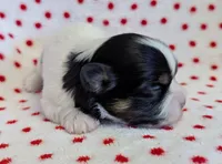 NOVA, a female Havanese for sale in Post Falls, ID – 4 of 4