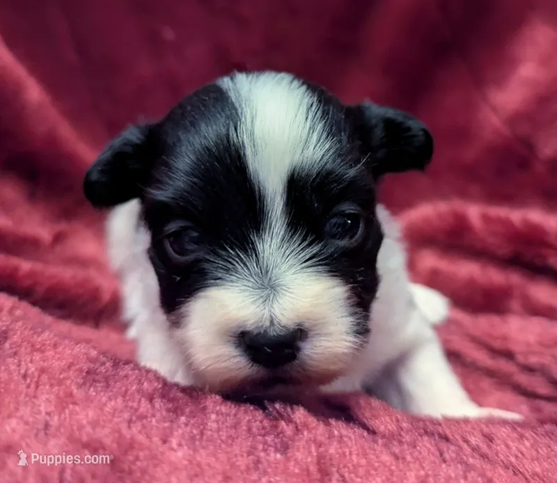 DICE – Havanese puppy for sale in Post Falls, ID